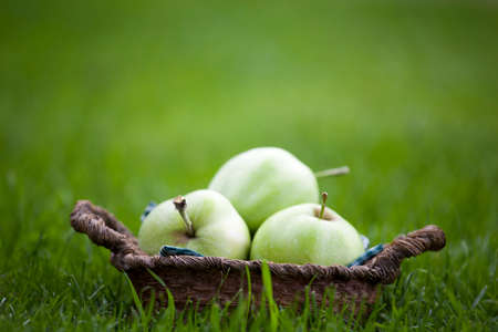 green Apple Basket garden