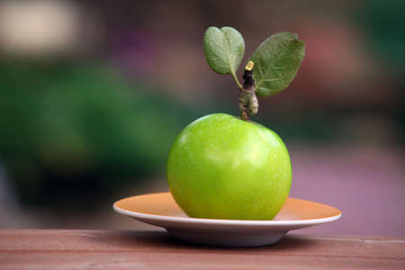 green Apple plate garden