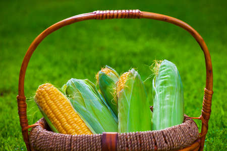 Corn Basket summer garden