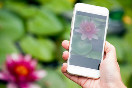 Capturing the water lily using the smartphone
