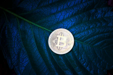 bitcoin coin fresh green leaf