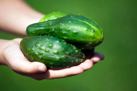 fresh Cucumber girl handsの写真素材