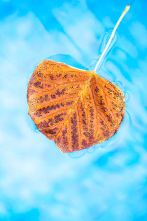 autumn leafs swimming pool