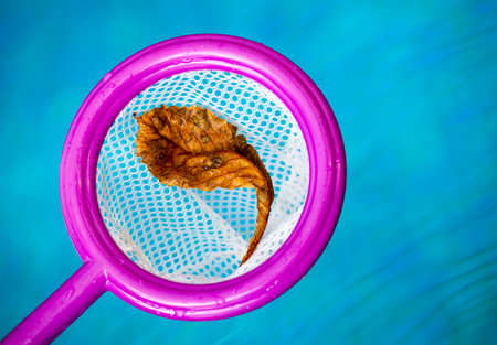 Autumn leafs clean swimming pool