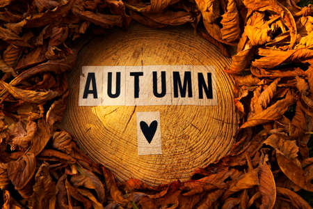 autumn text on leafs around wooden circleの写真素材