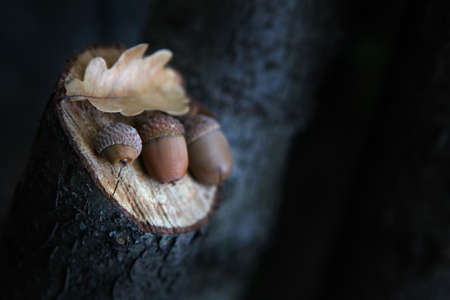 acorn closeup photo in Autumn forestの写真素材