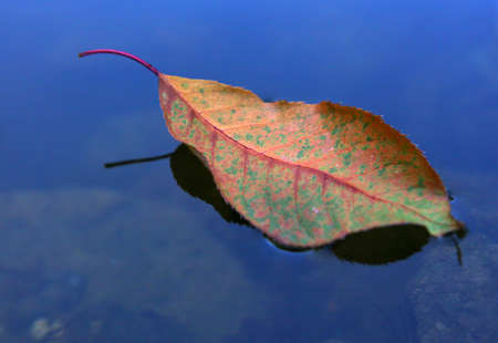 autumn tree leafs closeup photo