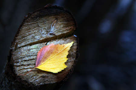 autumn tree leafs closeup photoの写真素材