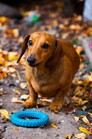 Dachshund Dog autumn Gardenの写真素材