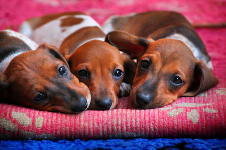 Dachshund puppy autumn gardenの写真素材