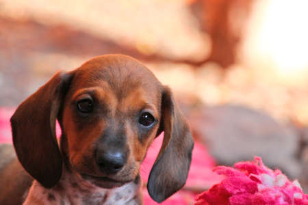 Dachshund puppy autumn gardenの写真素材