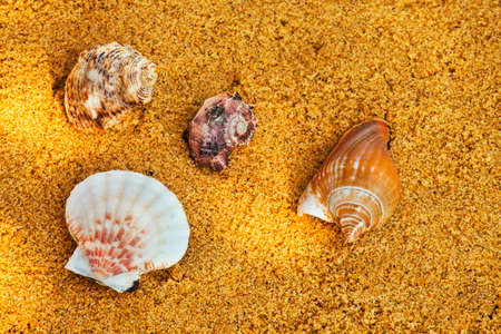 Seashell Beach Sand Sunlightsの写真素材