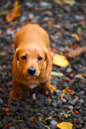 Dachshund dog autumn gardenの写真素材