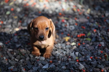 Dachshund dog autumn garden