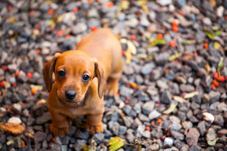 Dachshund dog autumn gardenの写真素材