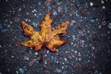 autumn leafs asphalt backgroundの写真素材