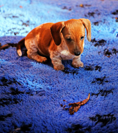 Dachshund dog autumn gardenの写真素材
