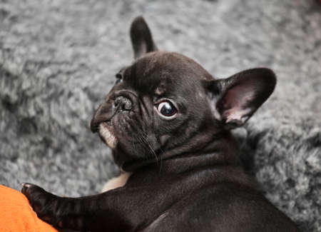 Baby funny french bulldogの写真素材