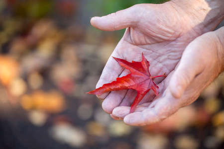 Adult man hands autumn leafs