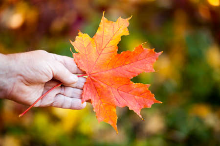 Adult man hands autumn leafsの写真素材