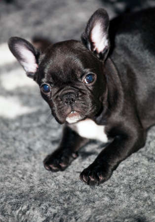 Baby funny french bulldogの写真素材
