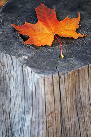 Stub autumn season leaf