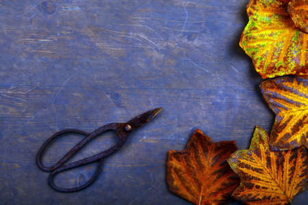 Autumn leafs sharp table scissorsの写真素材