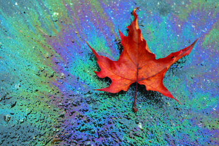 Autumn leaf spot gasoline