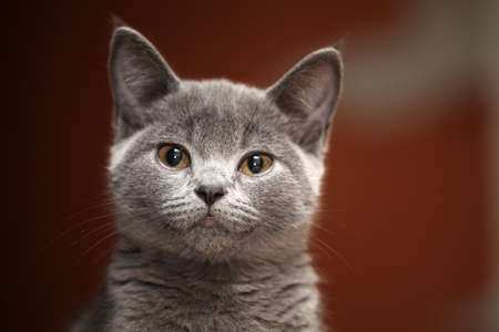 Scottish kitten home interior