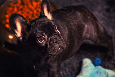 French bulldog puppy home interior