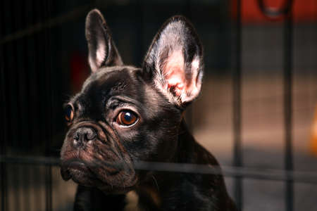 black french bulldog home interiorの写真素材
