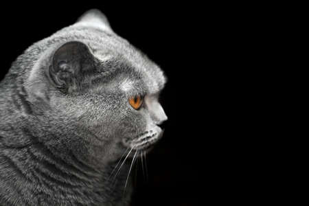 Blue Scottish cat dark background