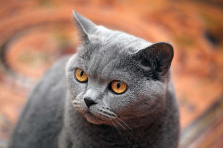 Blue Scottish cat home interiorの写真素材