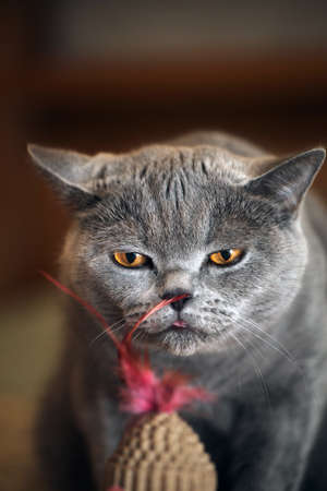 Cat red feather home interiorの写真素材