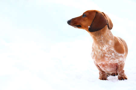 Dachshund dog winter parkの写真素材
