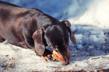 Dachshund dog spring gardenの写真素材