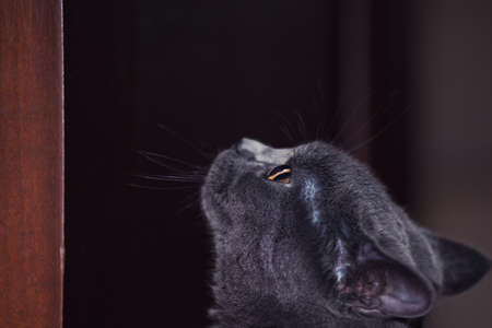 Blue Scottish cat home interiorの写真素材