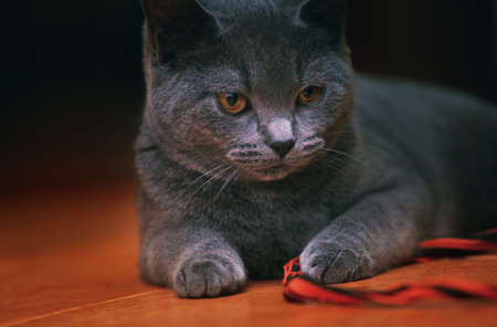 Blue Scottish cat home interiorの写真素材