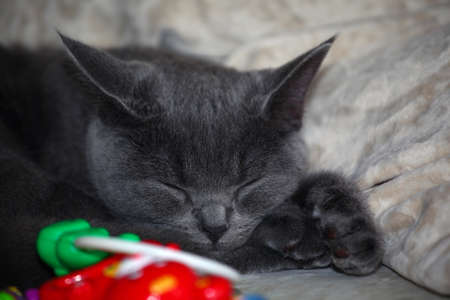 Blue Scottish cat home interiorの写真素材