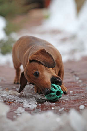 Dachshund dog spring garden play ballの写真素材