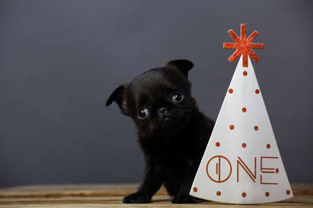 puppy party mask wooden tableの写真素材