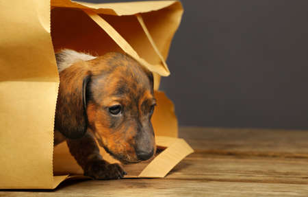 dachshund puppy paper bagの写真素材