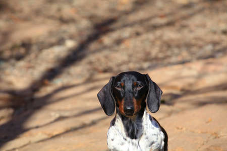 walking dachshund dog gardenの写真素材