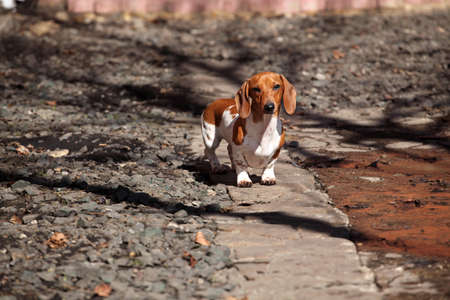 walking dachshund dog gardenの写真素材