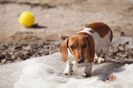 walking dachshund dog gardenの写真素材