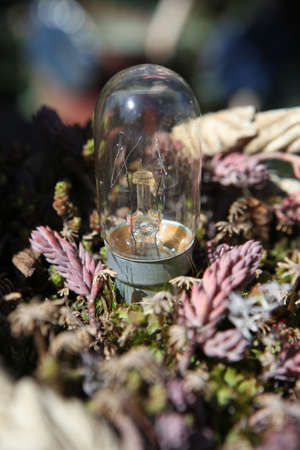 bulb ground garden nobodyの写真素材