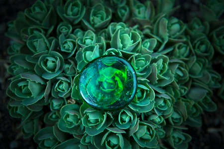succulent green glass stone garden nobody