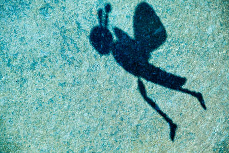 bee shadow stone backgroundの写真素材