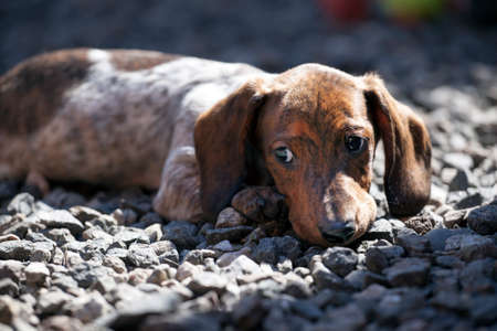 dachshund puppy garden day lightの写真素材