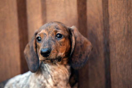 dachshund puppy garden day light
